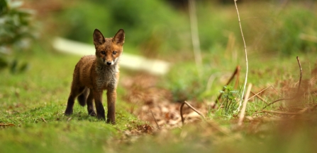 Fox cubs (C) Luke Massey/2020 Vision