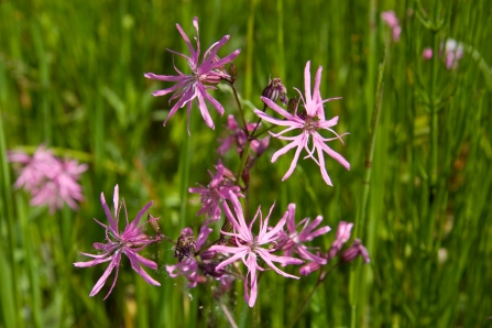 Ragged Robin (C) Dave Kilbey