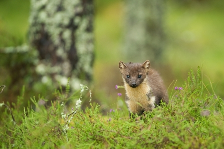 Pine marten 