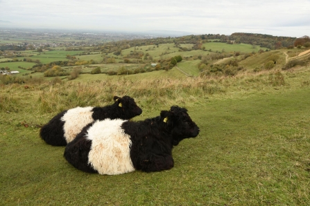 Cows