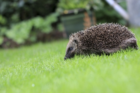 Hedgehog (C) Tom Marshall