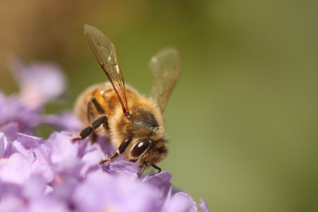 Bee