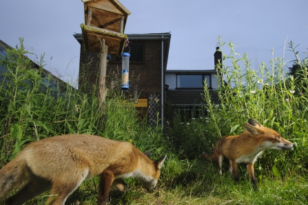 Foxes in garden