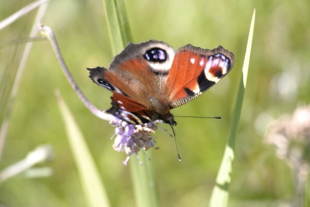 Peacock butterfly