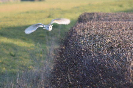 Barn Owl (C) Marc Freebrey