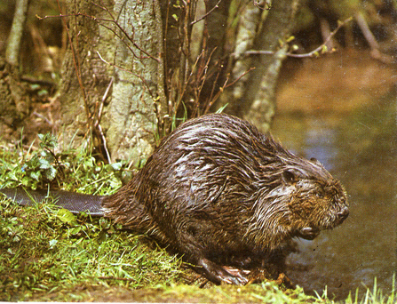 Beaver