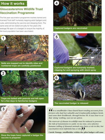 Badger vaccination