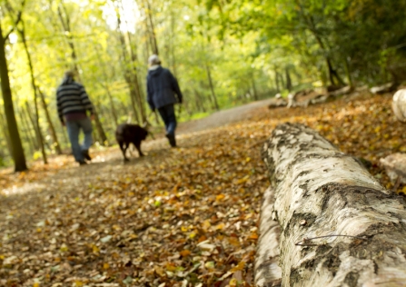 Dog walking