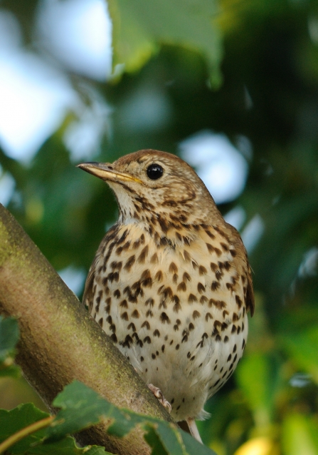 Song Thrush