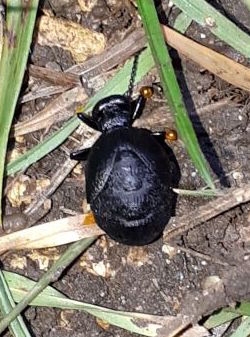 Rugged Oil Beetle