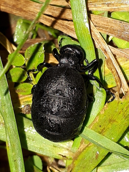 Rugged Oil Beetle