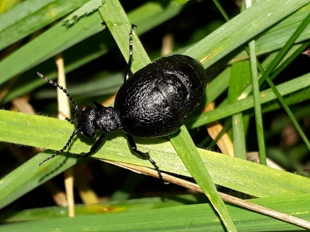 Rugged Oil Beetle