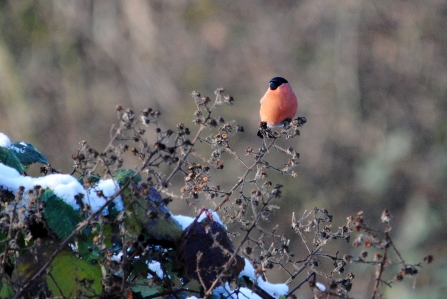 Bullfinch