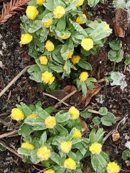 Aconites