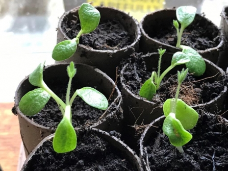 Lupin seedlings