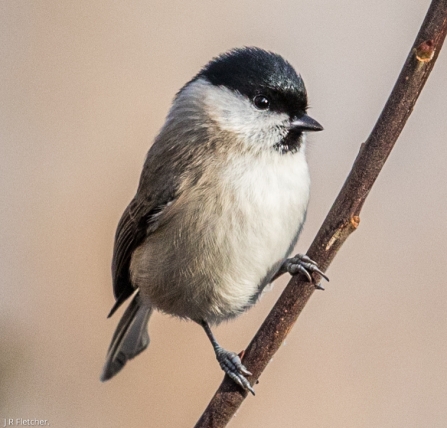 Marsh tit