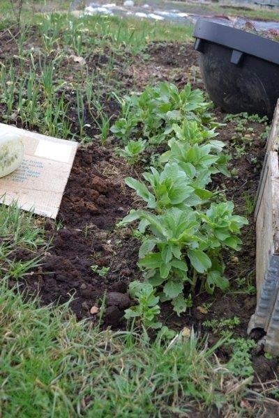 Broad beans