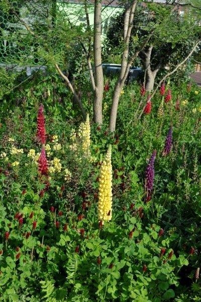 Lupin and red clover mix