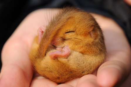 Dormouse (c) Amy Lewis