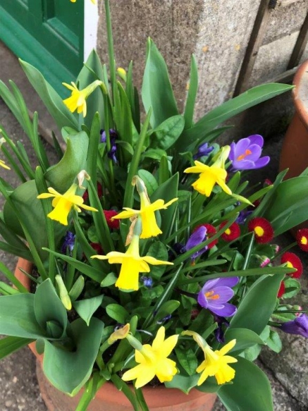 Colourful spring display in the sunshine