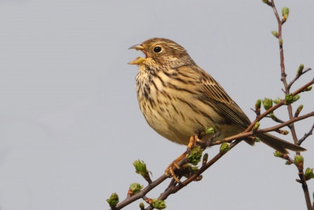 Corn bunting (c) Amy Lewis