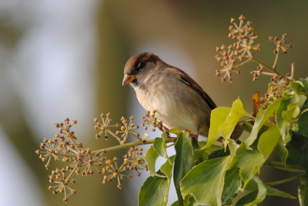 House Sparrow