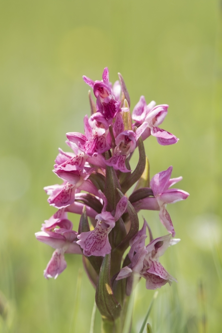early marsh orchid (c) Chris Lawrence