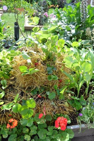 Growing strawberries