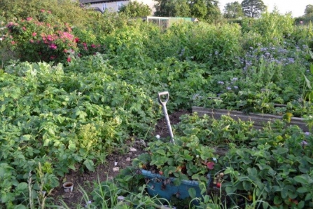 Potato and strawberry beds