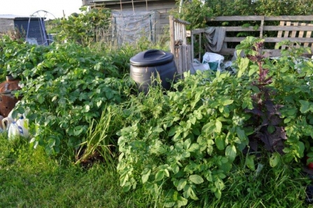 Potatoes are thriving in builders' bags