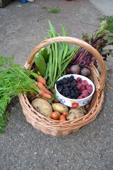 Early September harvest