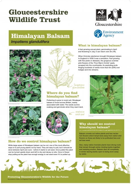 Himalayan balsam board