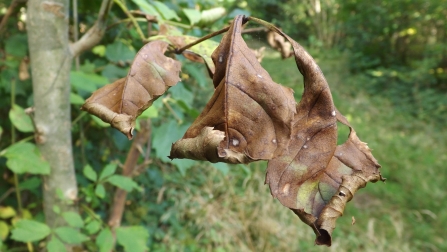 ash leaf