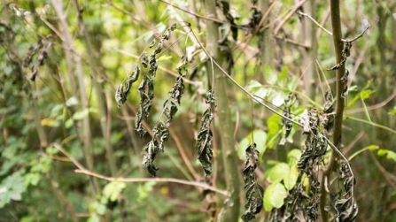 Ash leaves