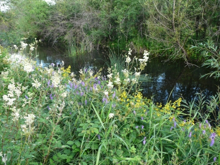 Wildflowers by canal