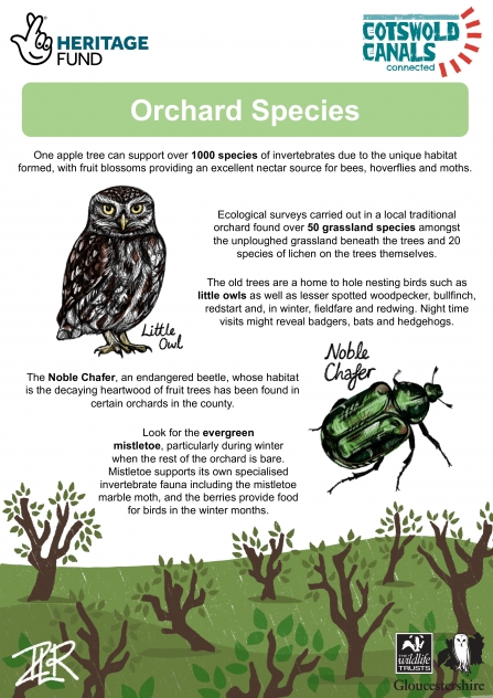 Orchard Species