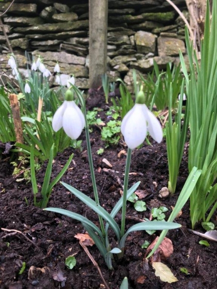 Snowdrops