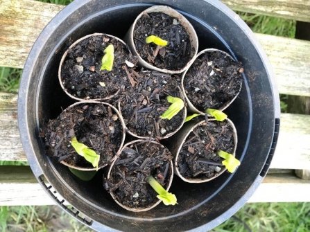 Broad beans