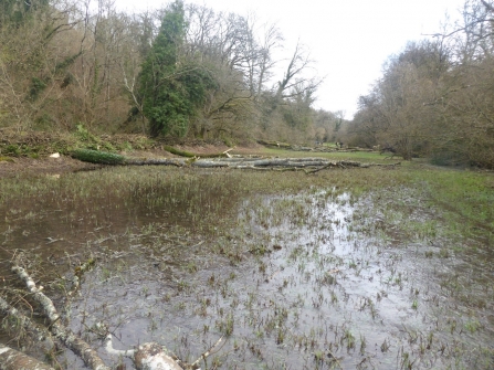 Deadwood on floodplain