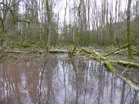 Wet woodland