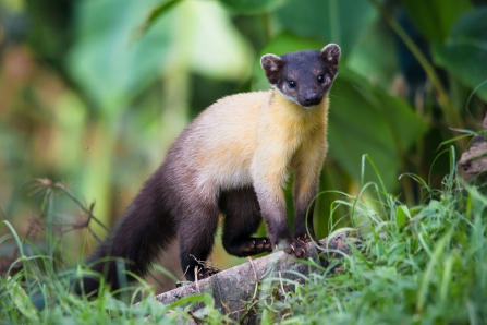 Yellow throat marten