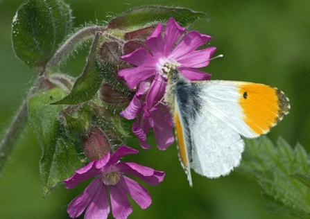 Orange tip butterfly