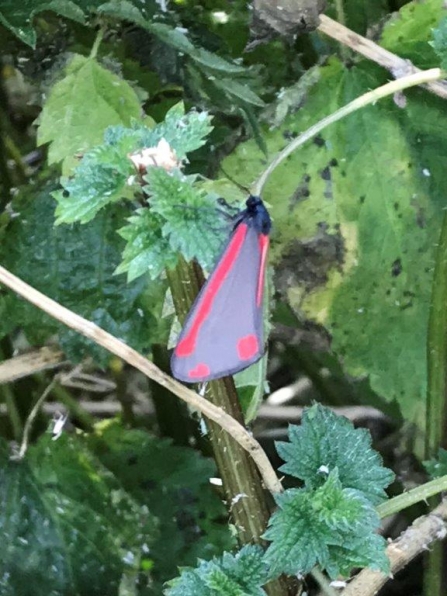 Cinnabar moth