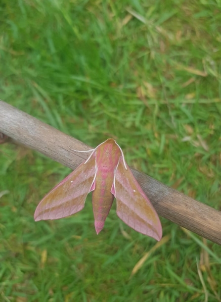 Elephant hawkmoth 2