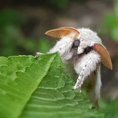 Pale Tussock 2