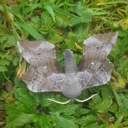 Poplar hawkmoth