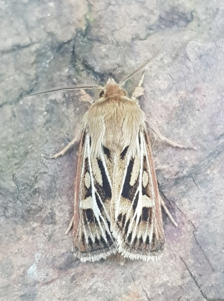Antler moth