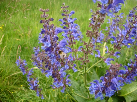 Meadow Clary 2