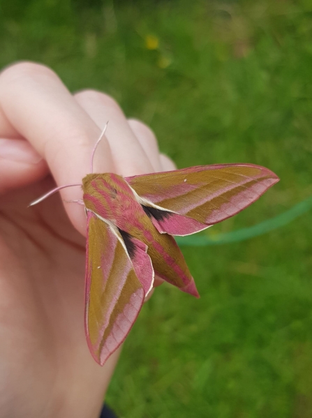 Elephant hawkmoth 3