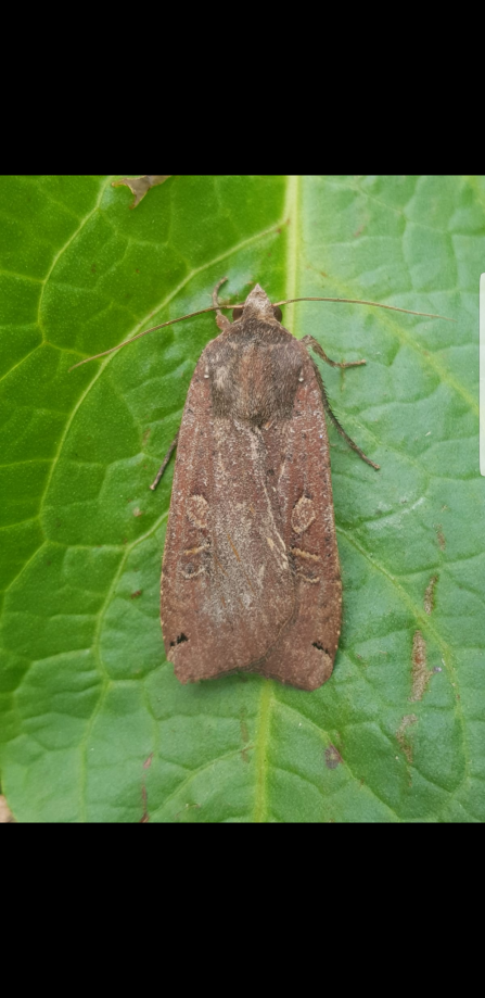 Large Yellow Underwing